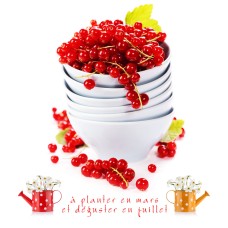 XPILT 30X30CM 605489
