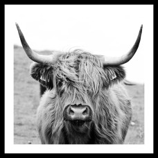 KUVA DANJA BEEF 35X35CM MUSTAVALKOINEN