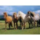 Photo wallpaper SD001