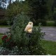 PÄIKESEPANEELIGA DEKORATSIOON OWL