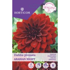 LILLESIBUL DAALIA ARABIAN NIGHT