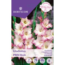 LILLESIBUL GLADIOOL PRISCILLA/ 7tk