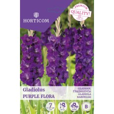 LILLESIBUL GLADIOOL PURPLE FLORA/ 7tk
